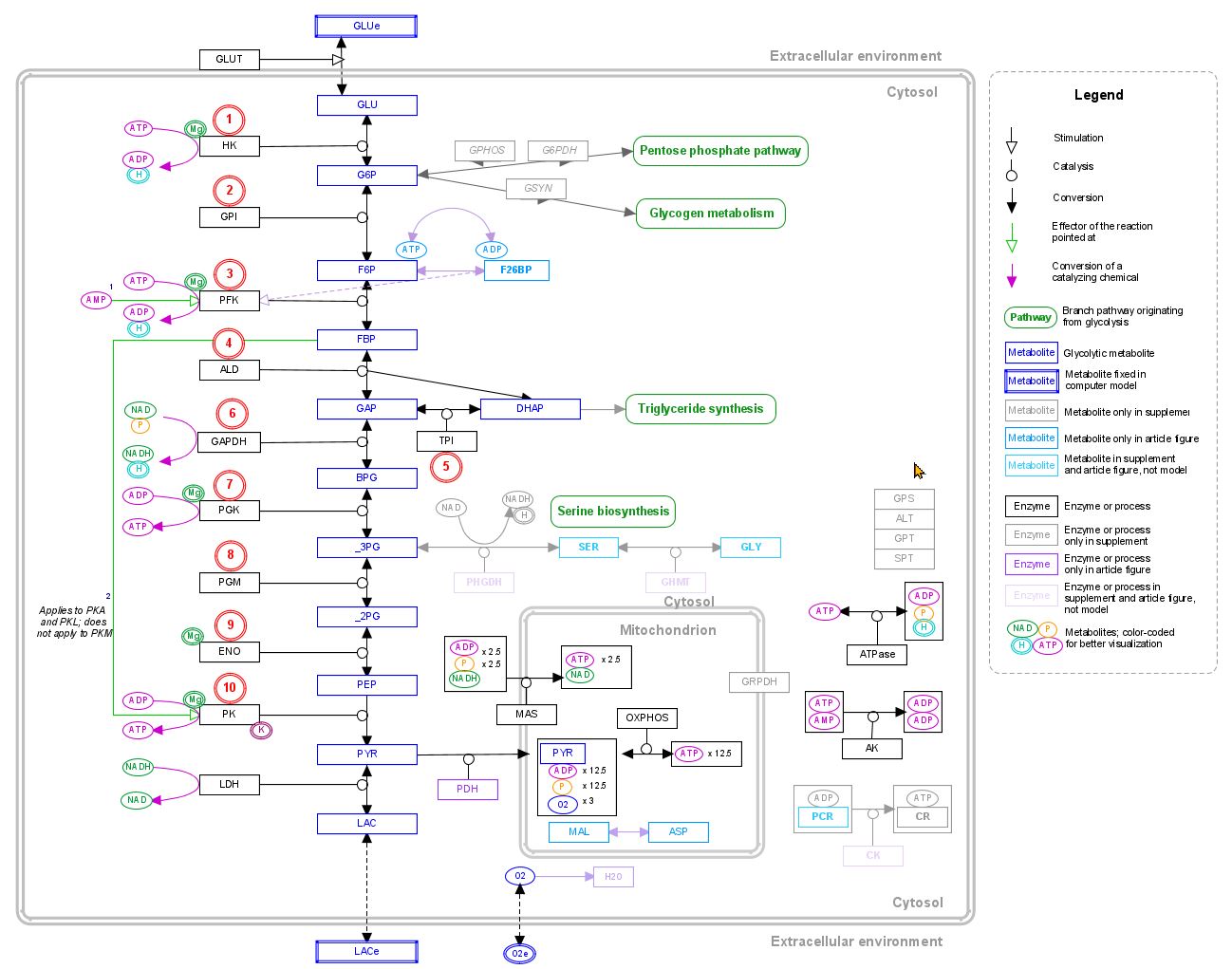 Cukura vielmaiņa 2. daļa – glikolīze