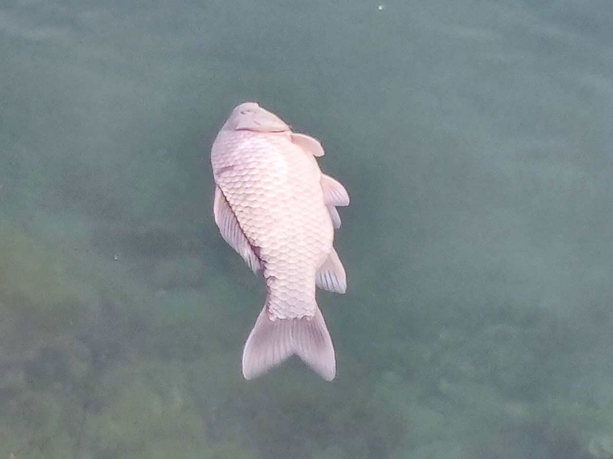 Jēlas zivis no Baltijas jūras uzturā?